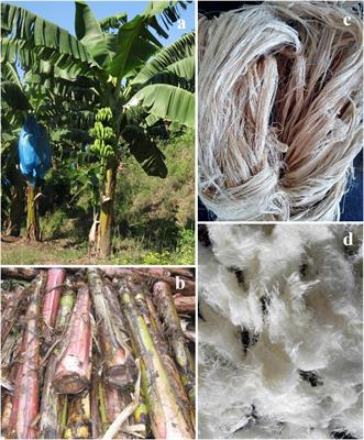 Biodegradable Cellulose Film Prepared From Banana Pseudo-Stem Using an Ionic Liquid for Mango Preservation